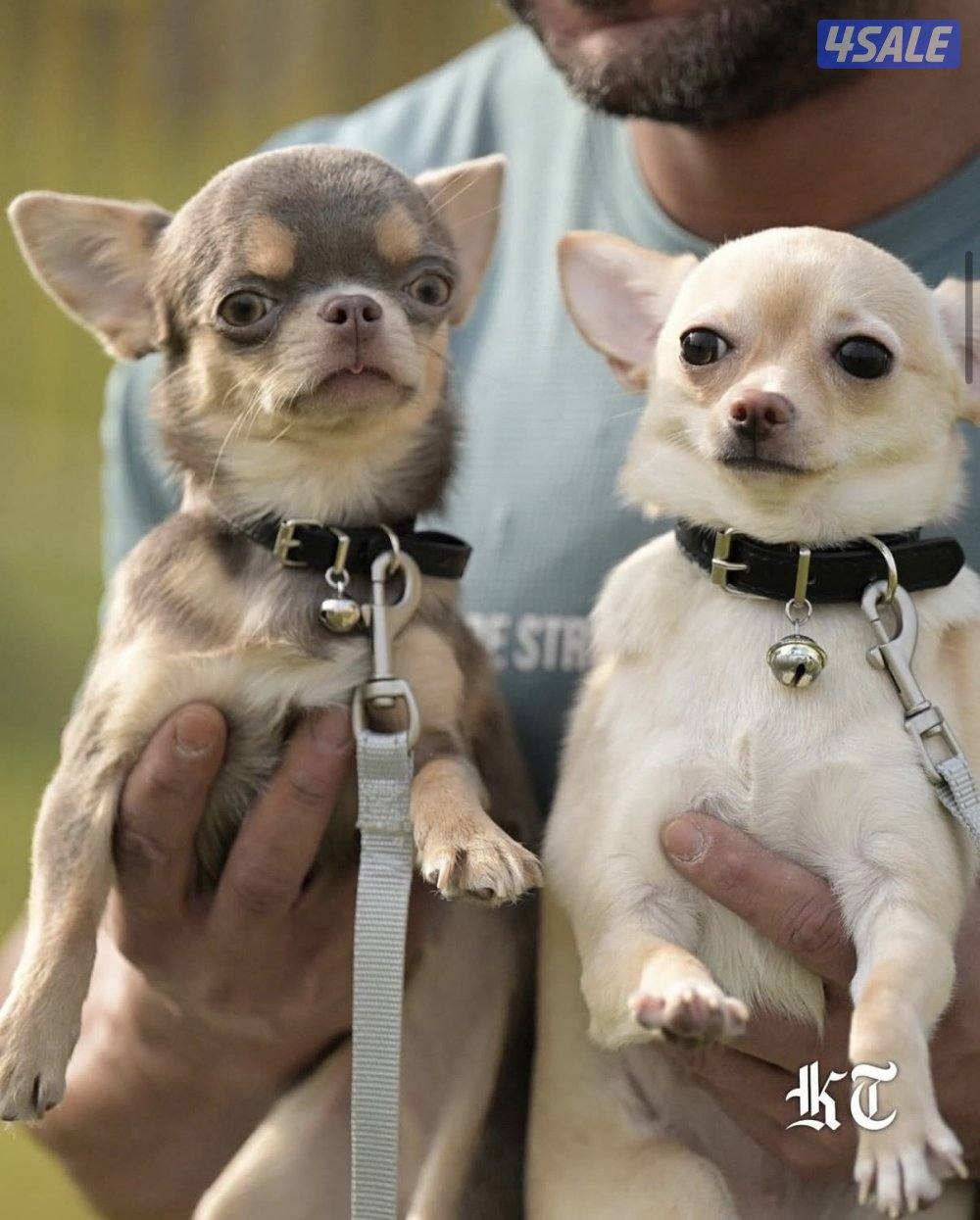 جيواوا چيواوا chihuahua2