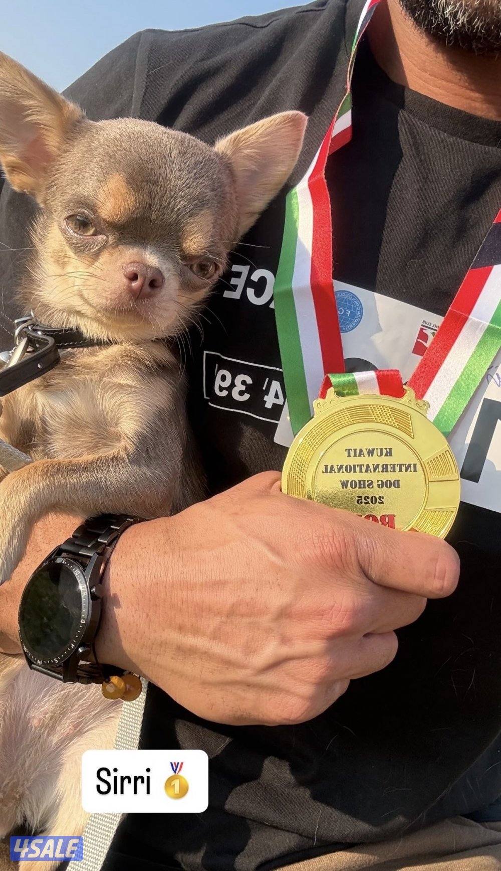 جيواوا چيواوا chihuahua4