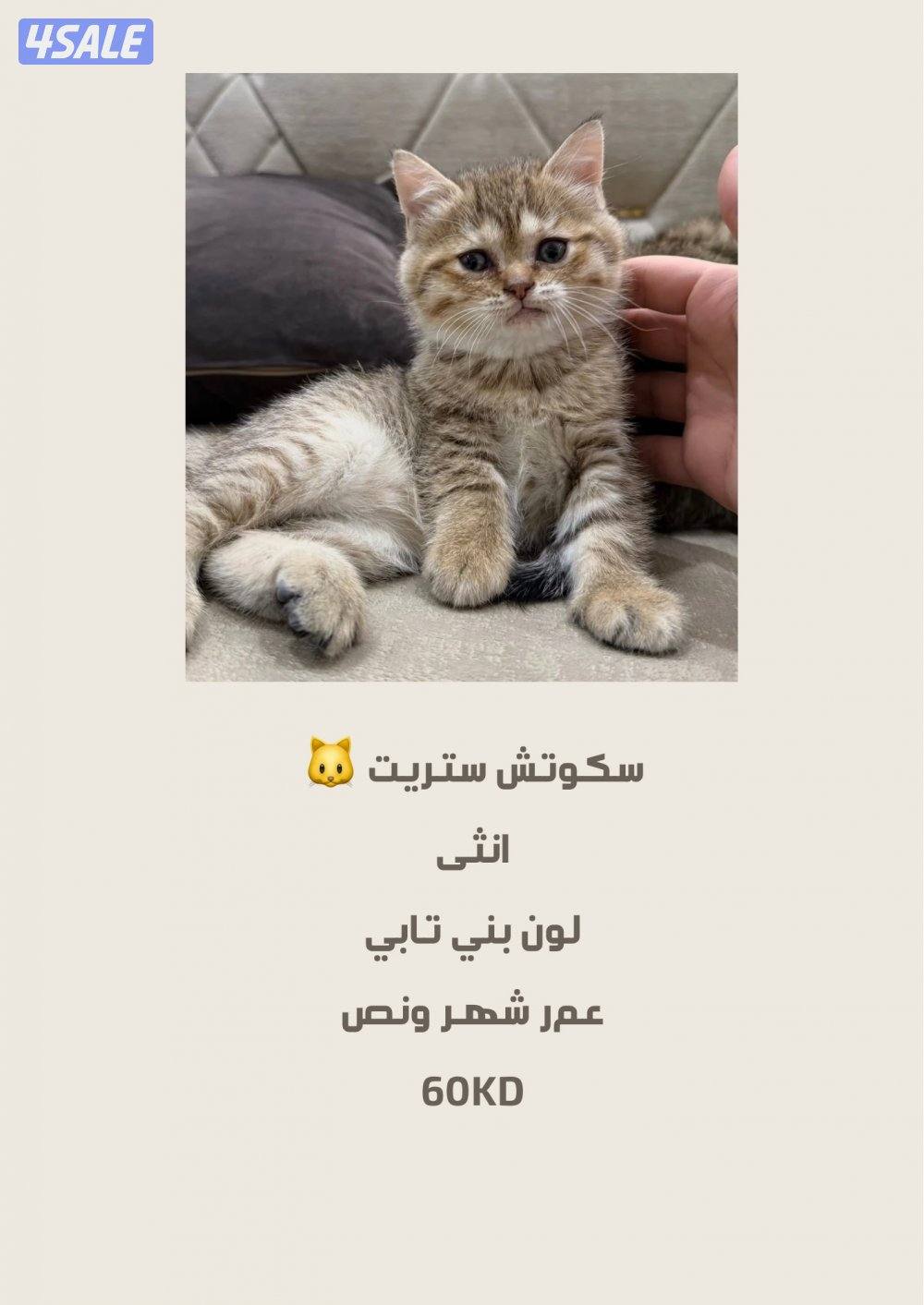 البيع قطط سكوتش1