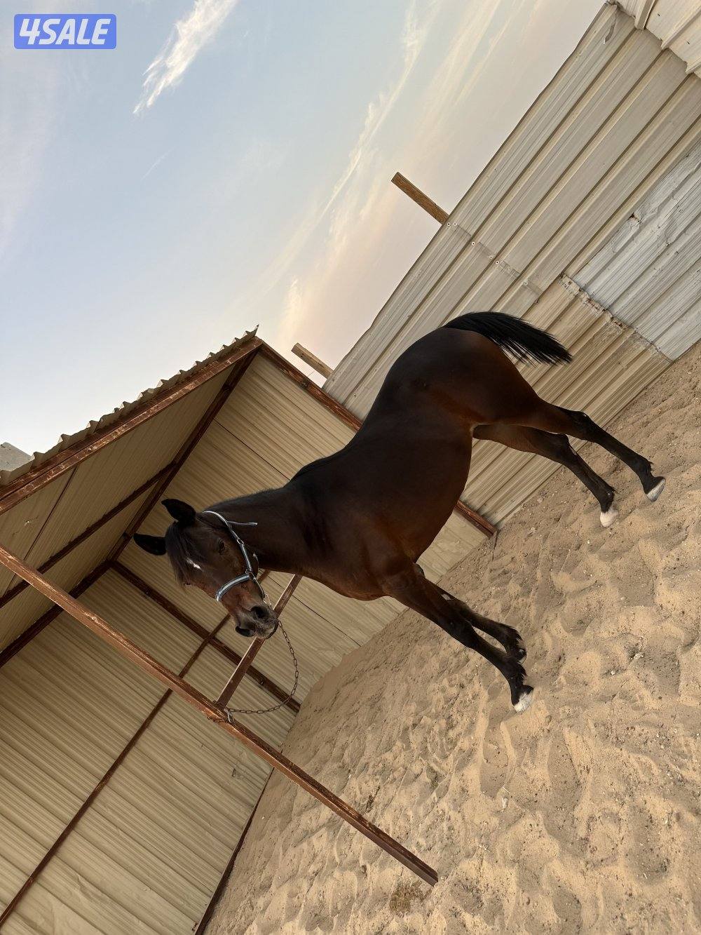 فرس بولش منتجه و معسوفه0