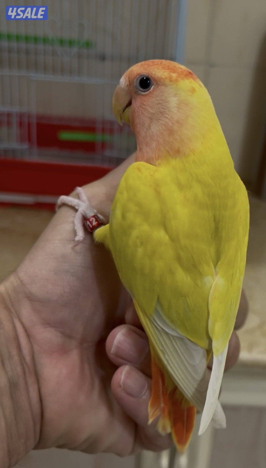 للبيع لوف بيرد2