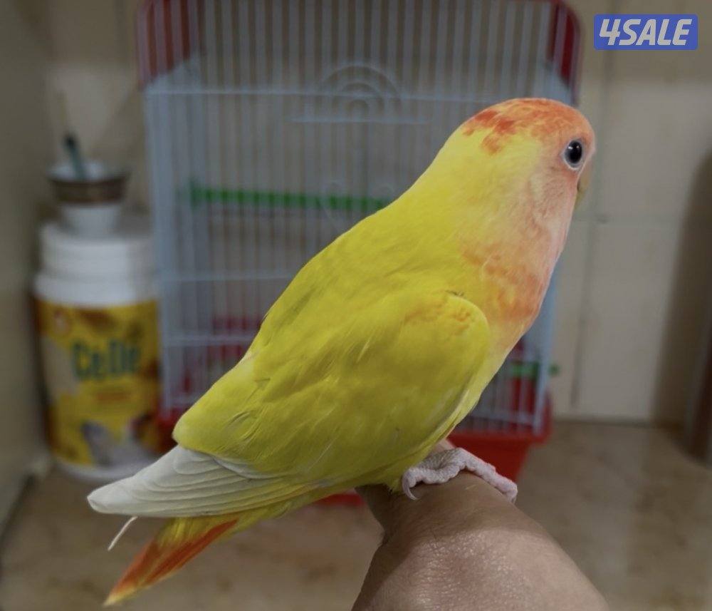 للبيع لوف بيرد1