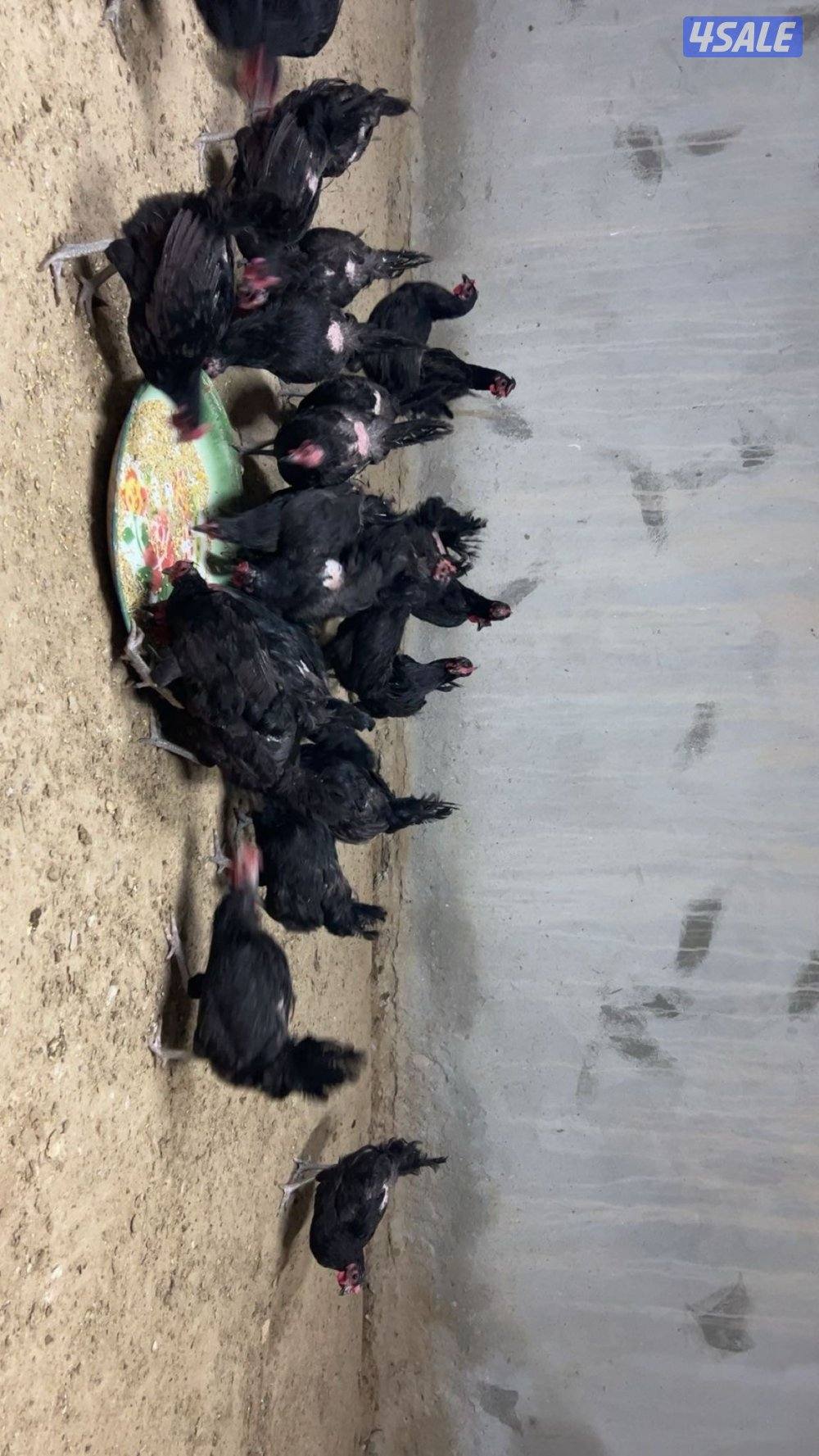 دجاج عراقي جامبو1