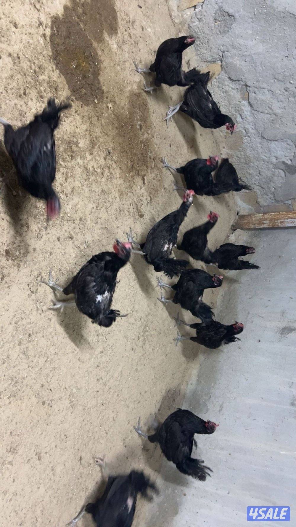 دجاج عراقي جامبو2