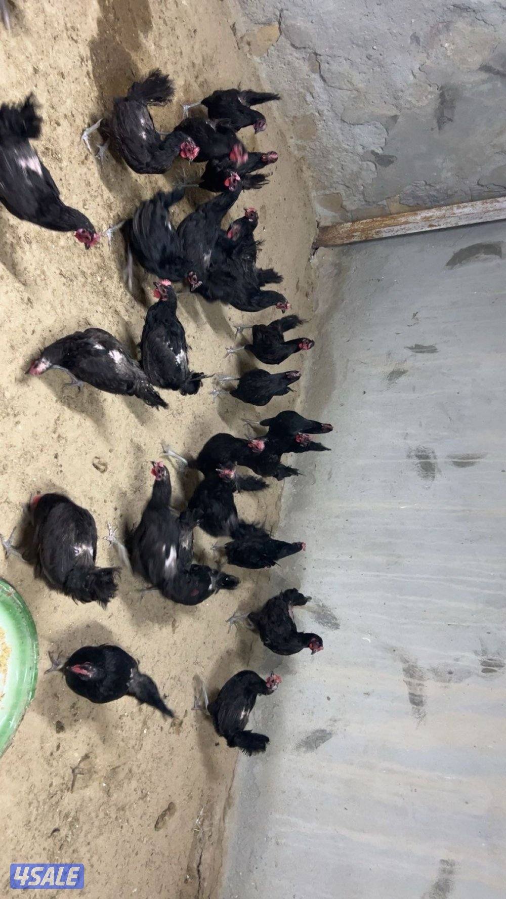 دجاج عراقي جامبو3