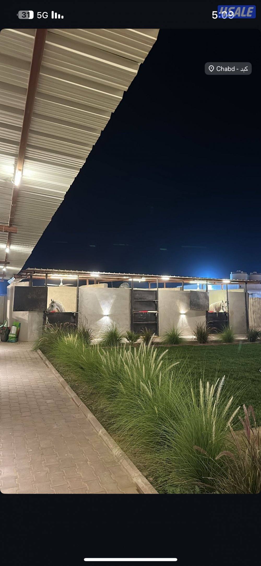 ( مربط النوايف للخيل العربيه .)7