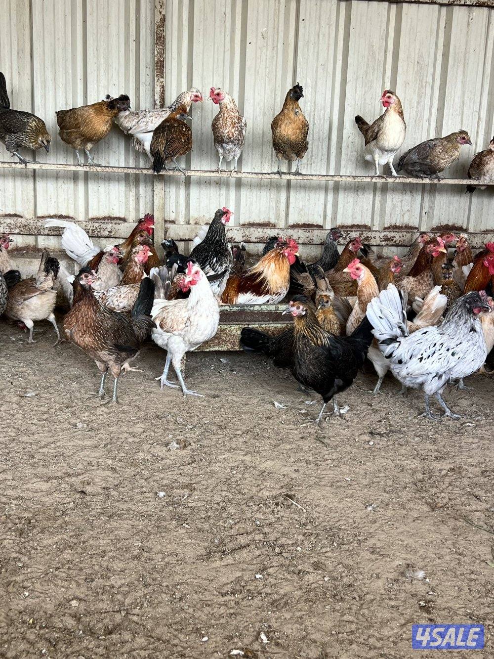 دجاج عربي قديم العدد ٦٠ جمله السعر ٢،٥٠٠دك سعر الفردي ٣،٥٠٠0