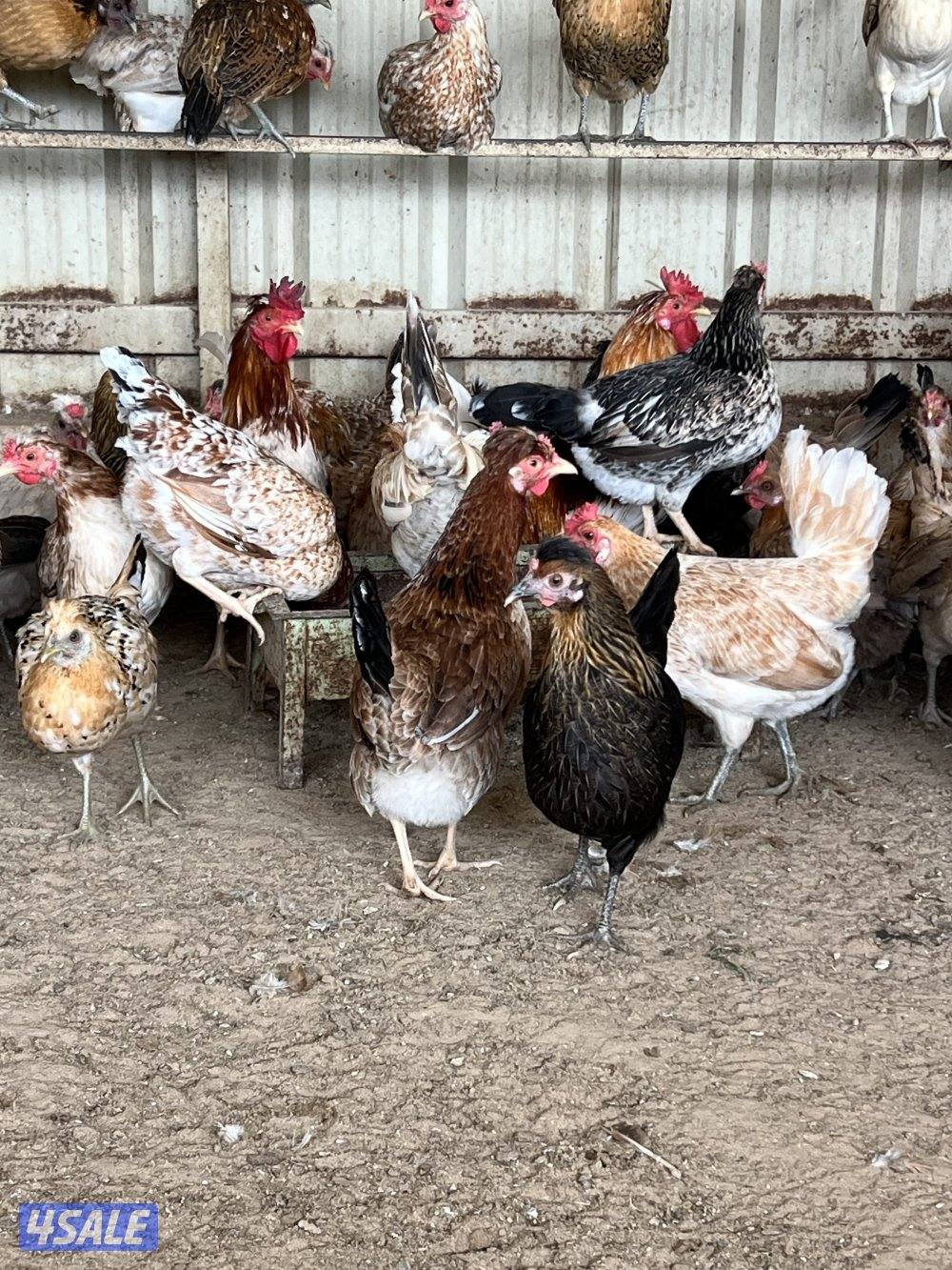 دجاج عربي قديم العدد ٦٠ جمله السعر ٢،٥٠٠دك سعر الفردي ٣،٥٠٠1