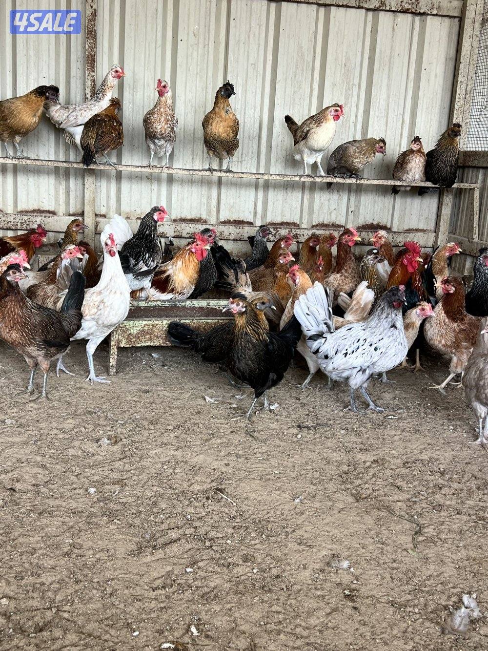 دجاج عربي قديم العدد ٦٠ جمله السعر ٢،٥٠٠دك سعر الفردي ٣،٥٠٠2