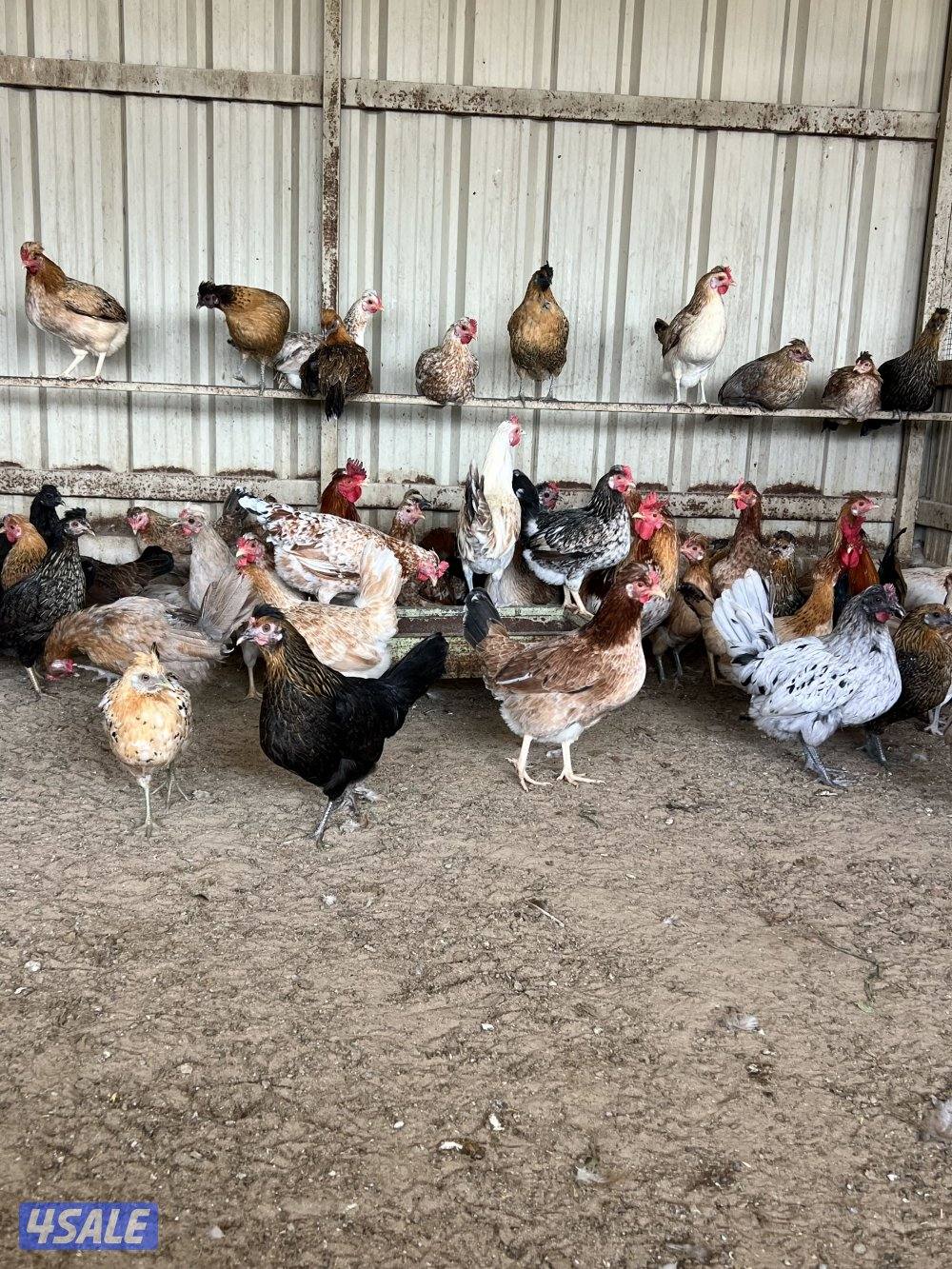 دجاج عربي قديم العدد ٦٠ جمله السعر ٢،٥٠٠دك سعر الفردي ٣،٥٠٠4