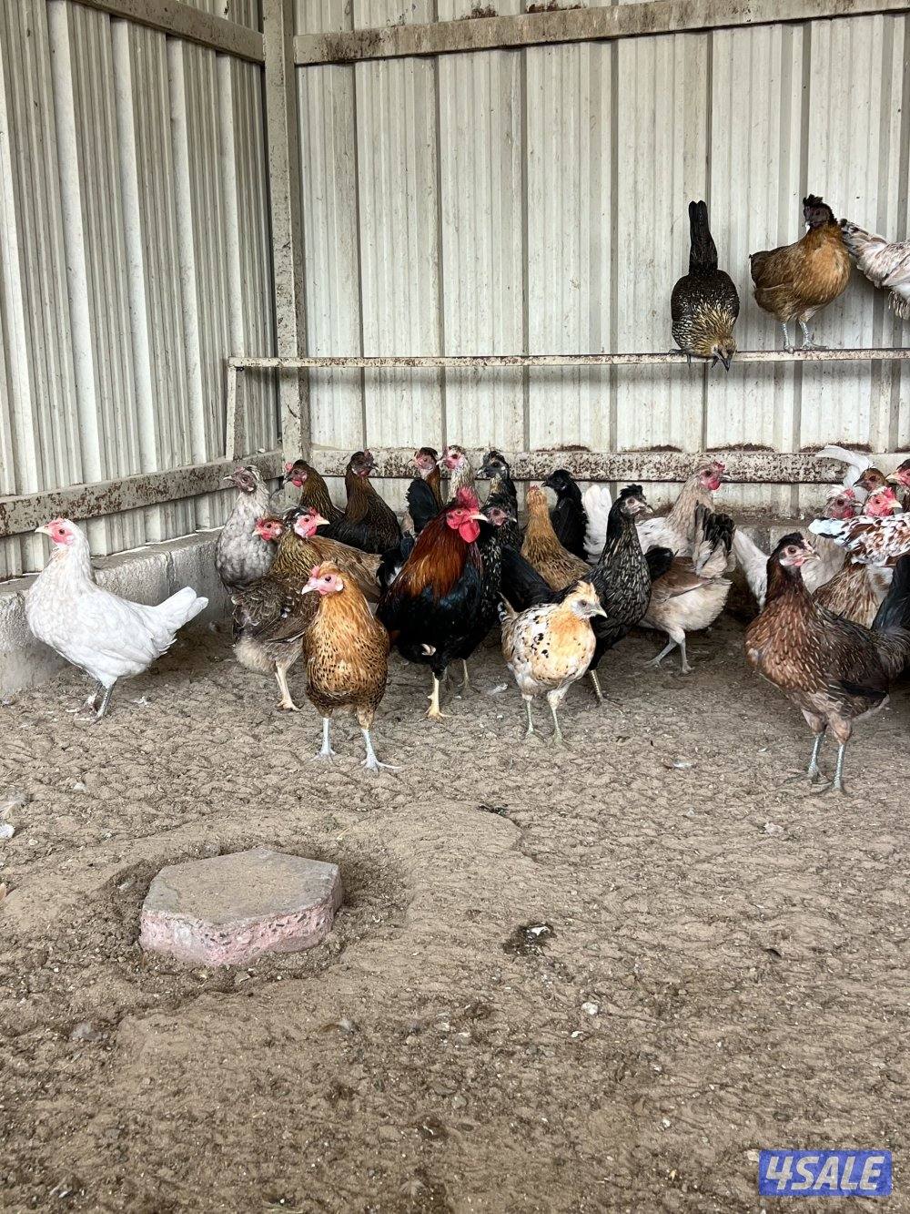 دجاج عربي قديم العدد ٦٠ جمله السعر ٢،٥٠٠دك سعر الفردي ٣،٥٠٠5