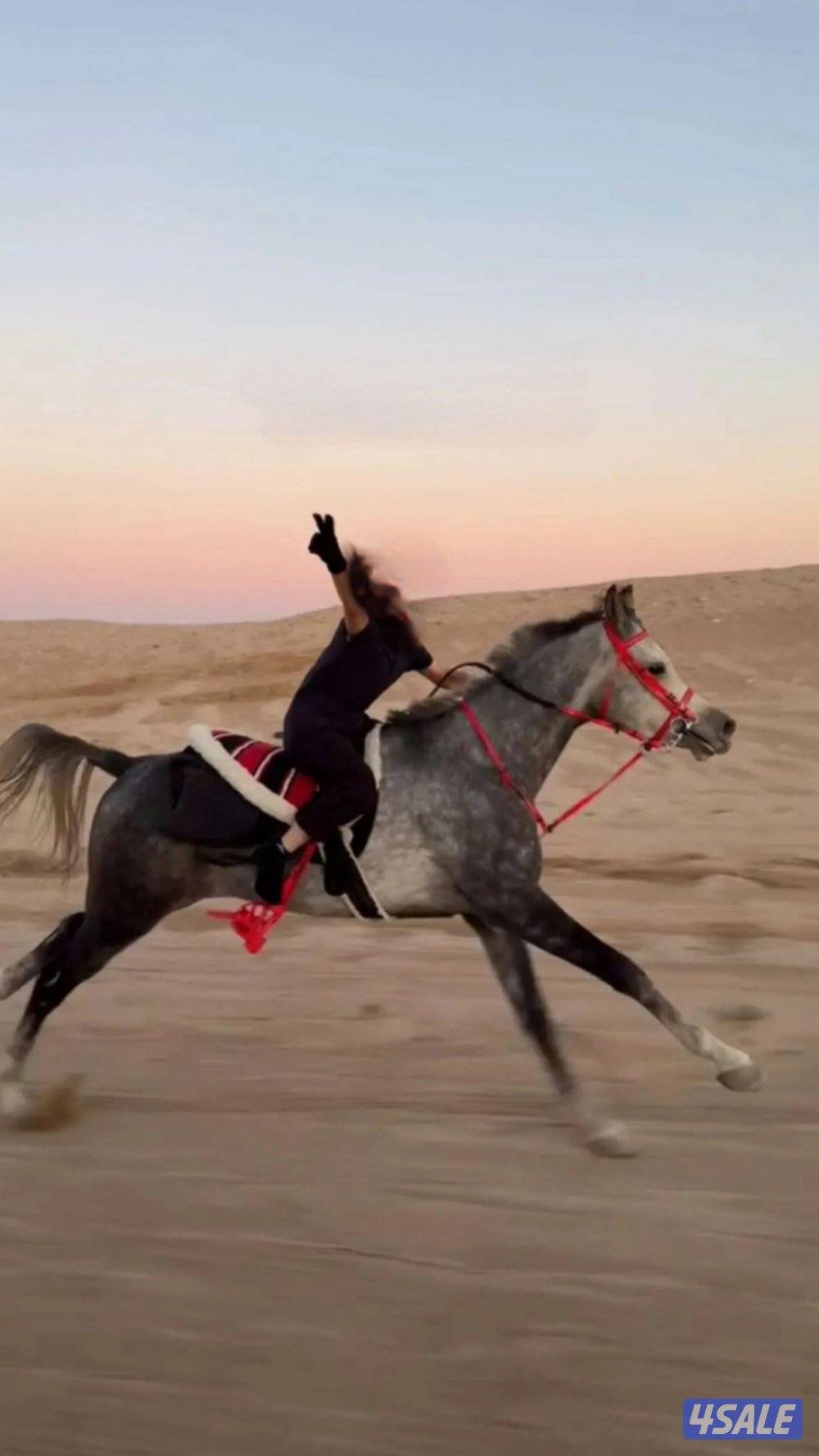 للبيع حصان بلدي0