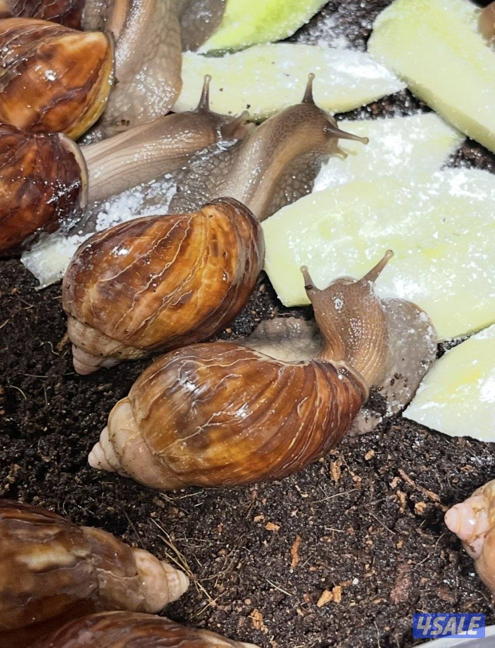 للبيع الحلزون الافريقي العملاق0