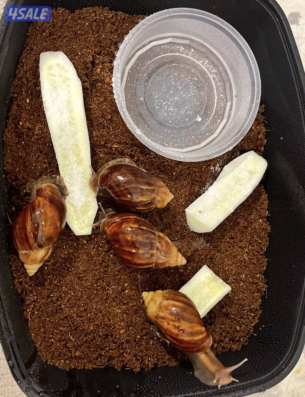 للبيع الحلزون الافريقي العملاق2