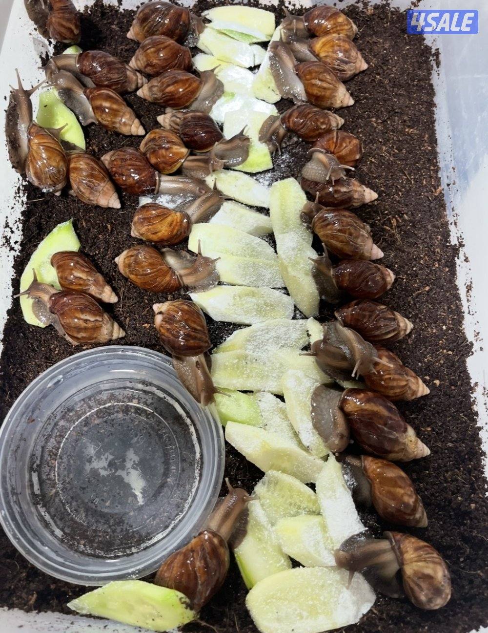 للبيع الحلزون الافريقي العملاق3