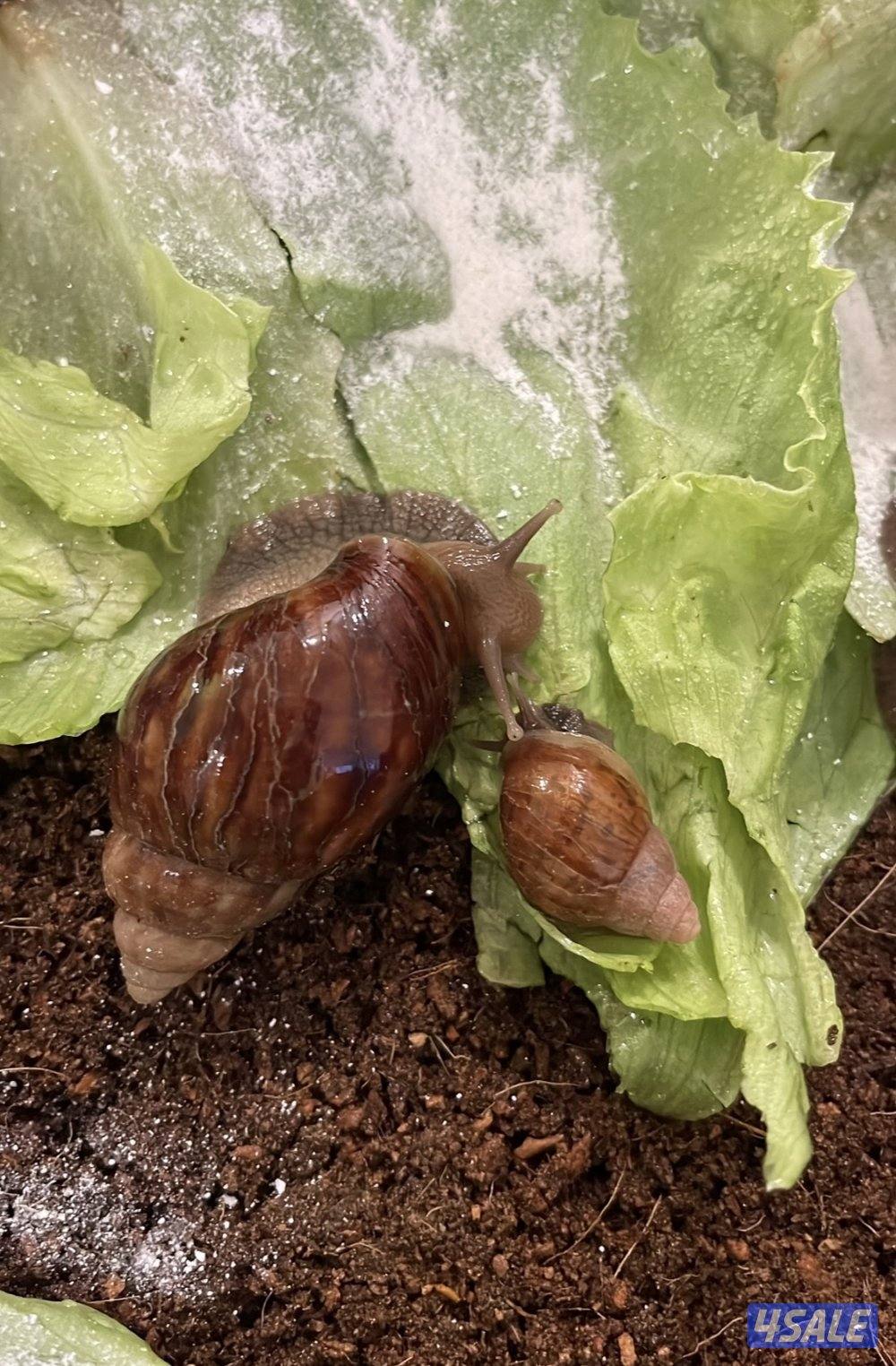 للبيع الحلزون الافريقي العملاق4