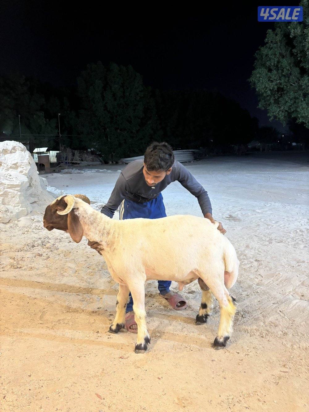 مزارع العبدلي1