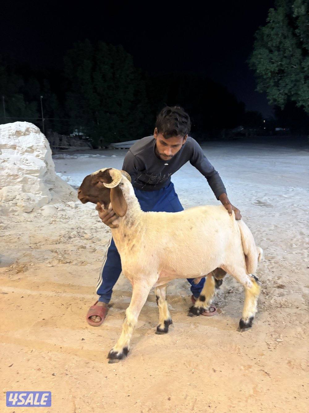 مزارع العبدلي2