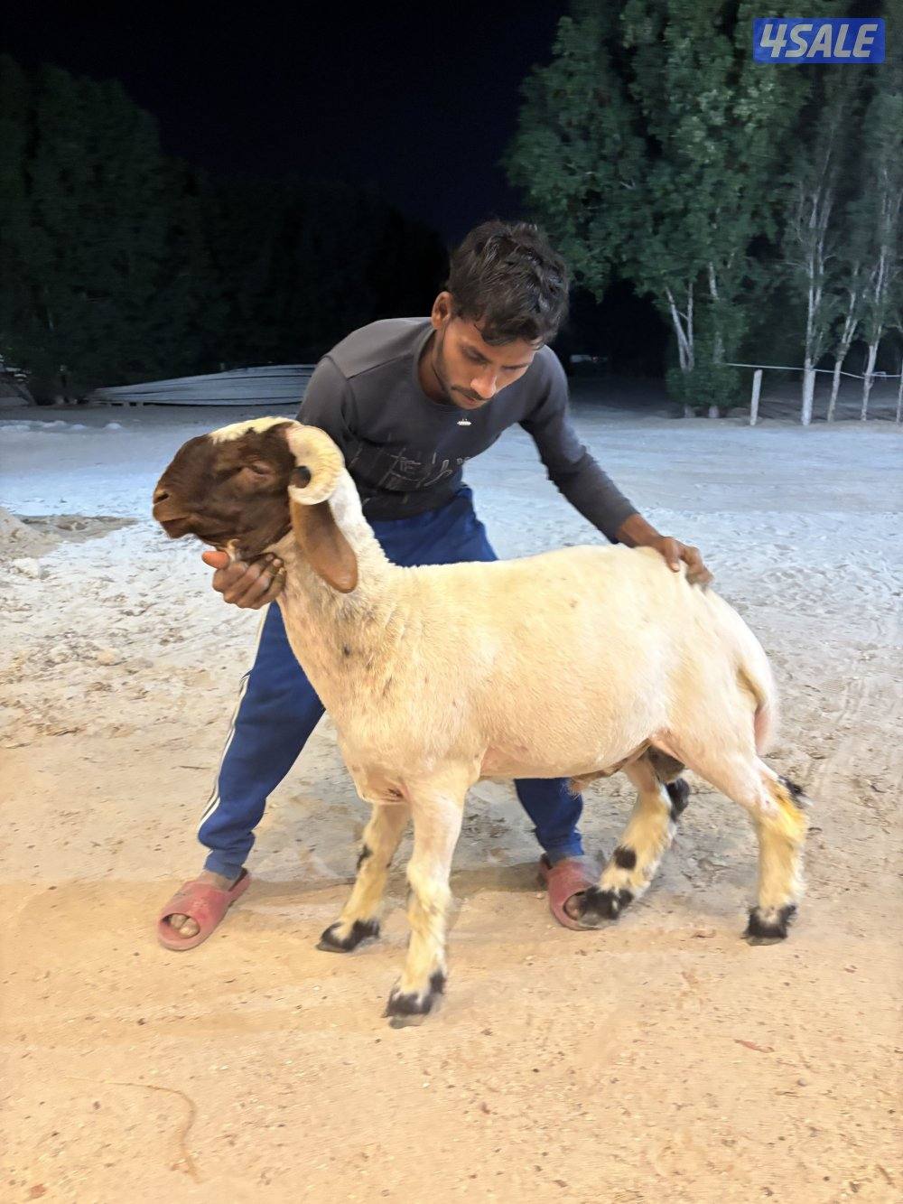 مزارع العبدلي3