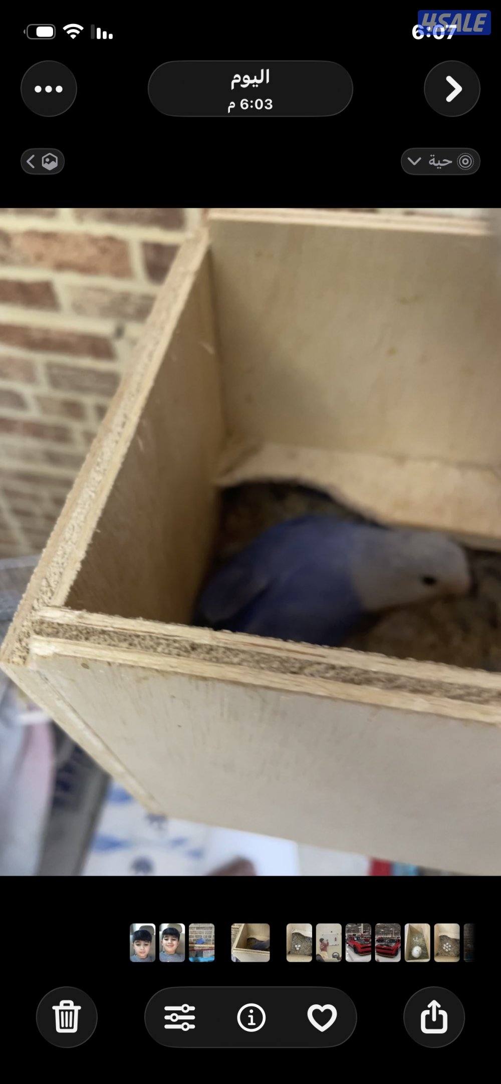 يوز لوف بيرد منتج الوان طيبه مع شهايد1