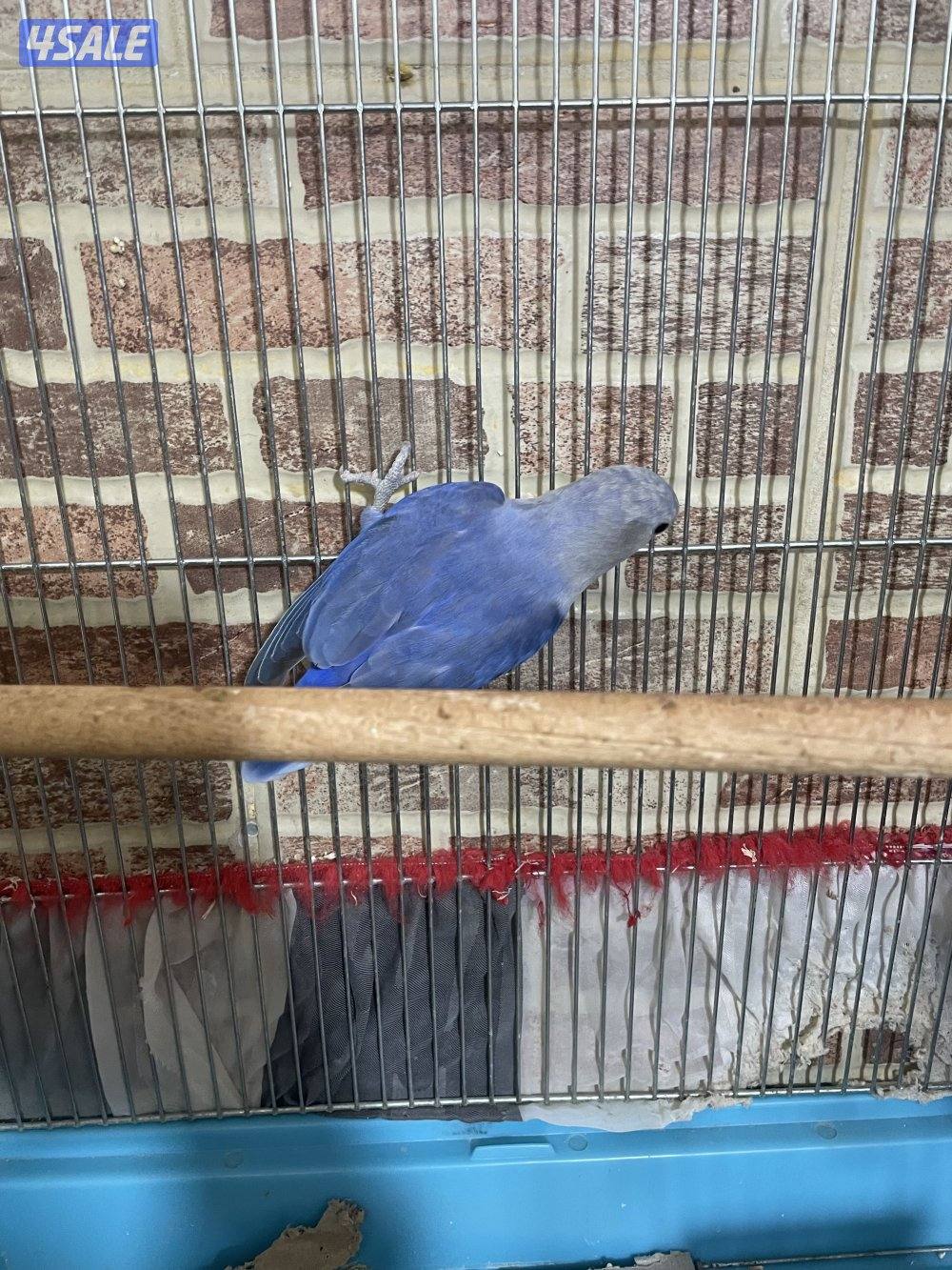 يوز لوف بيرد منتج الوان طيبه مع شهايد2