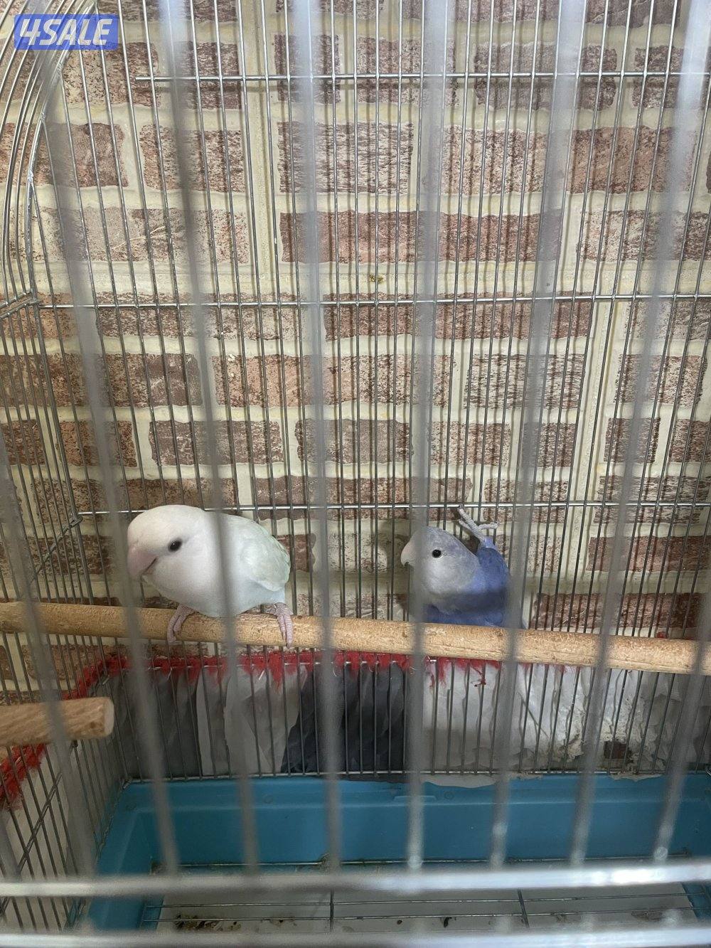 يوز لوف بيرد منتج الوان طيبه مع شهايد3