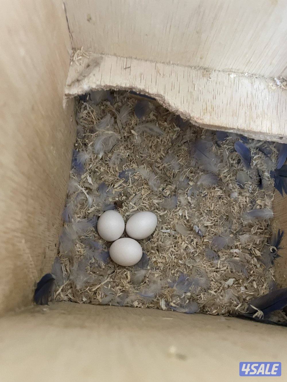 يوز لوف بيرد منتج الوان طيبه مع شهايد4