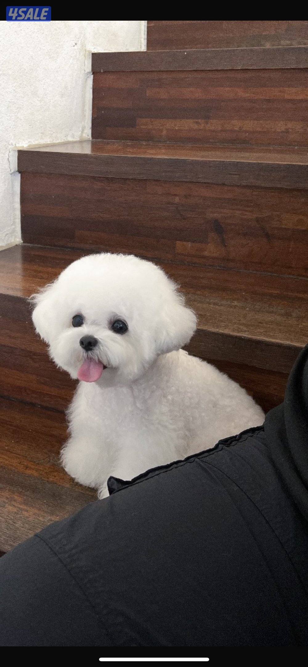 للبيع كلب بيشون فريز (Bichon Frise)0