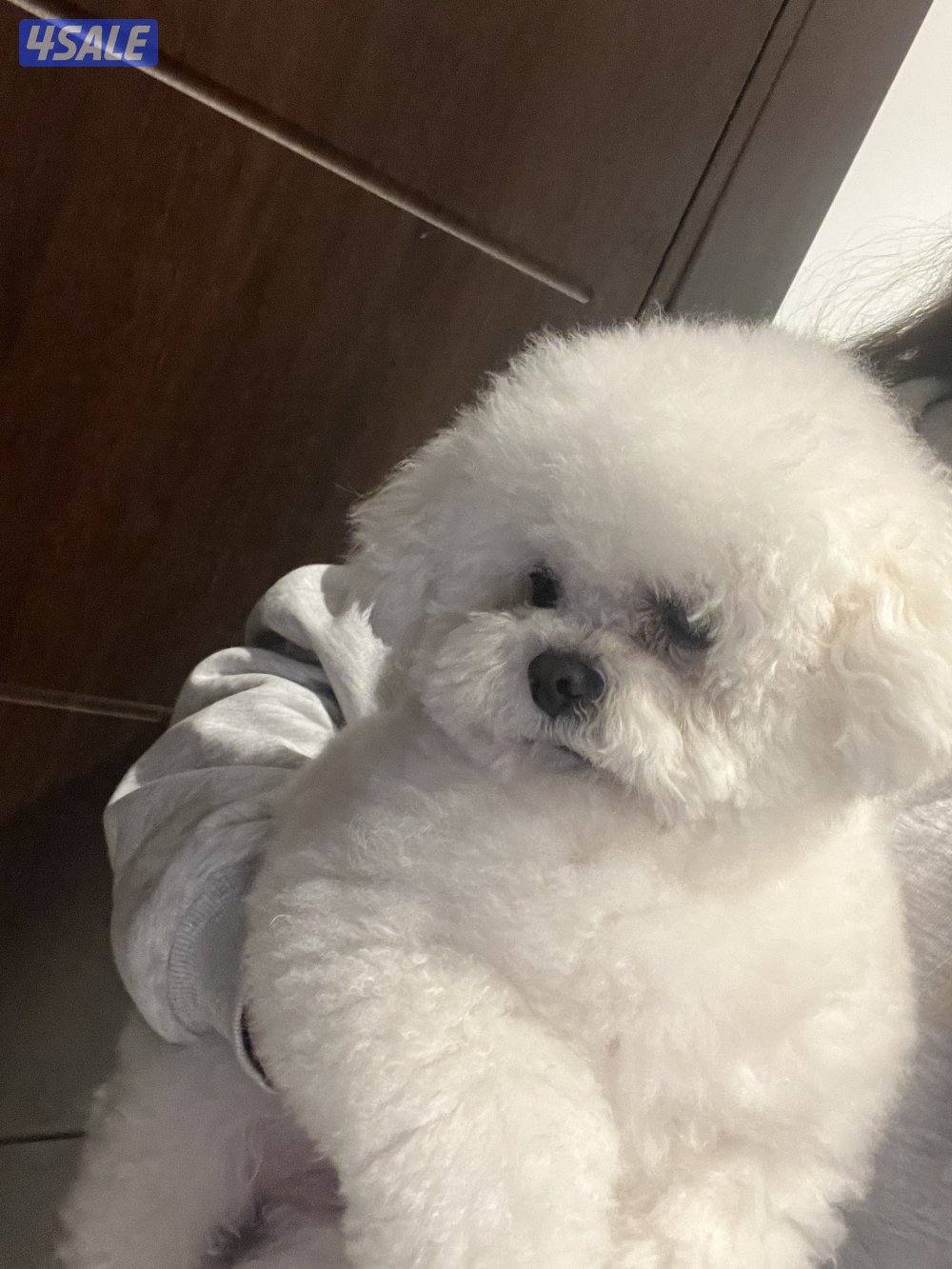 للبيع كلب بيشون فريز (Bichon Frise)1