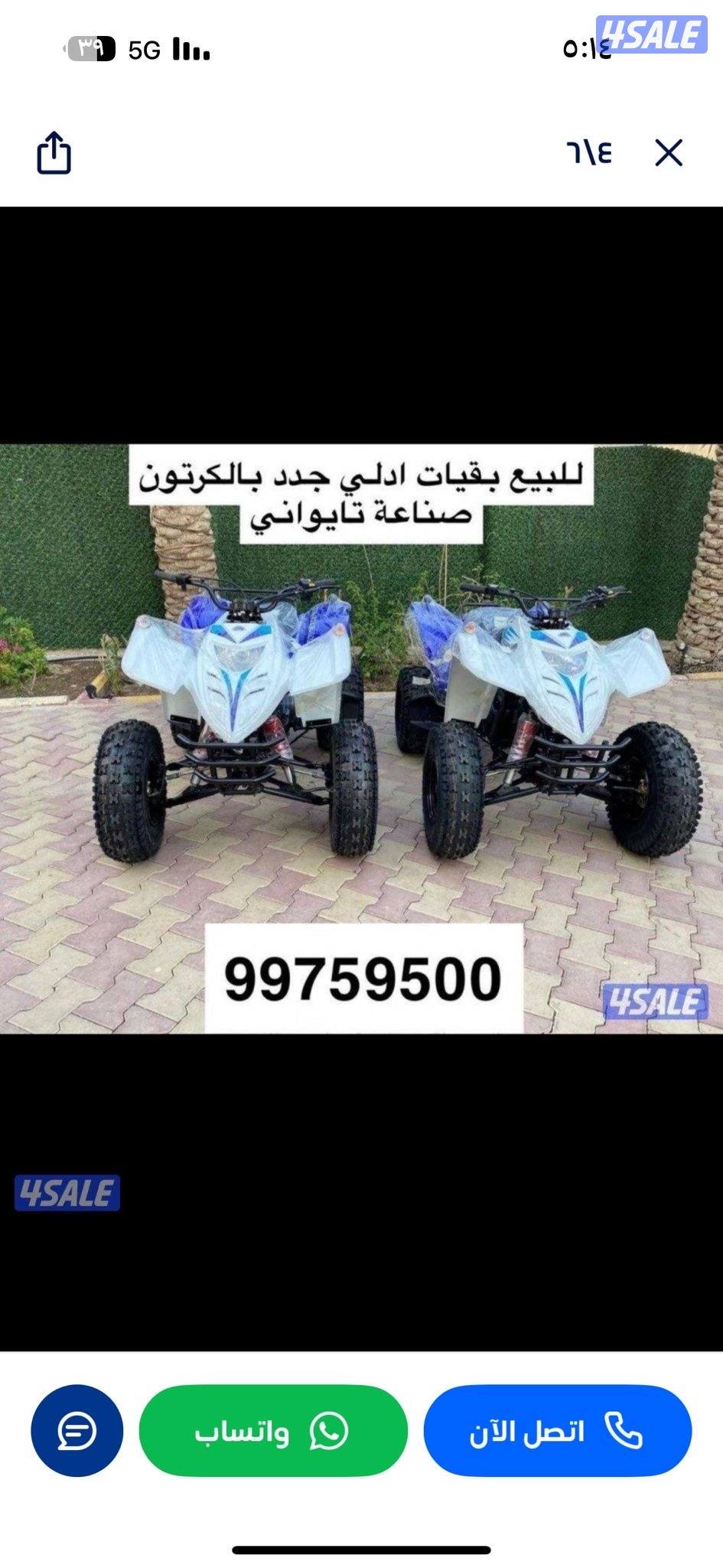 للبيع بقيات العميري جدد بالكرتون4