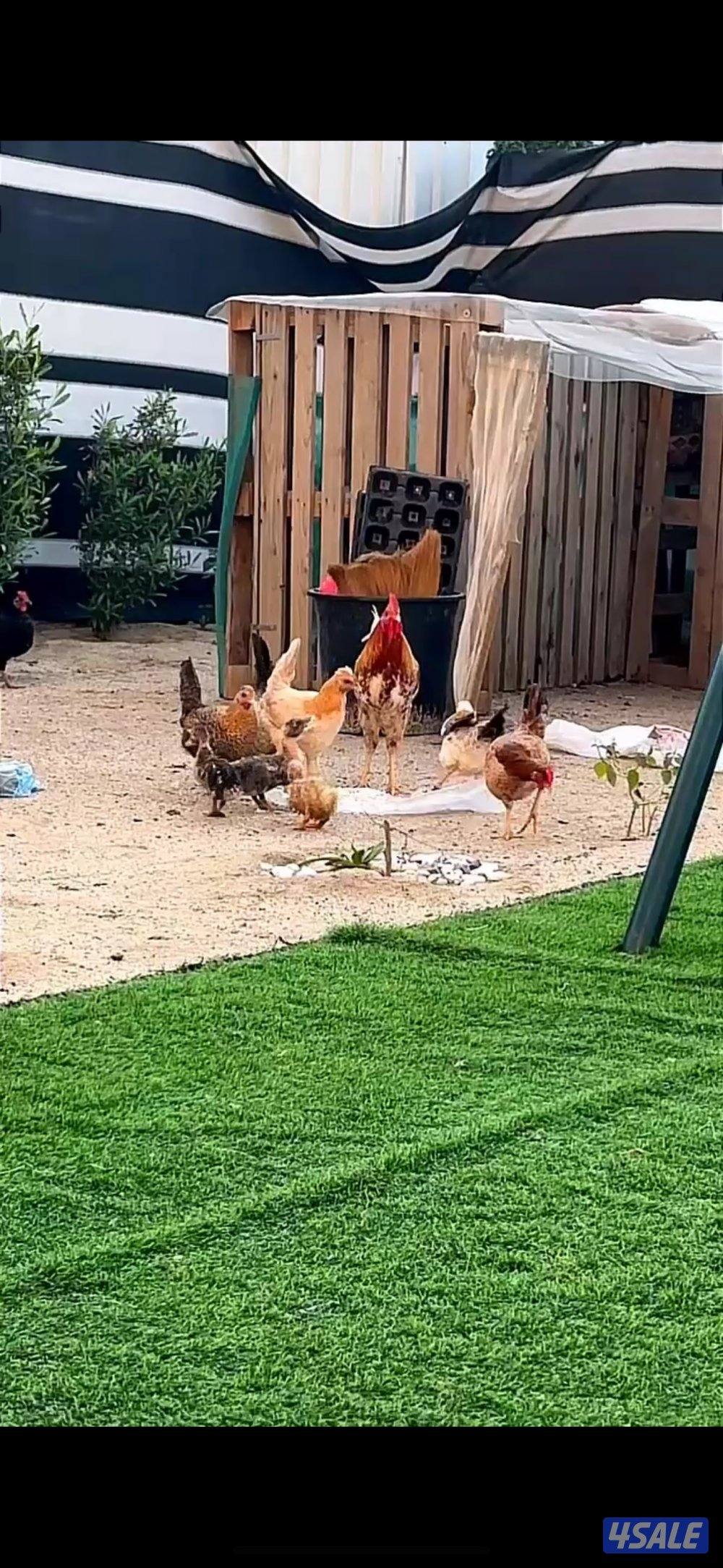 ديك و ٨ دجاجات0