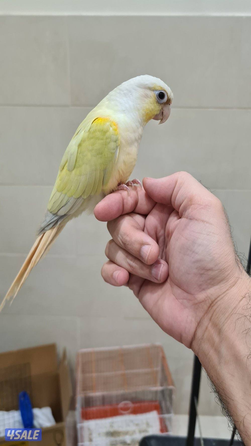 للبيع كنيور مون شيك ربوة0