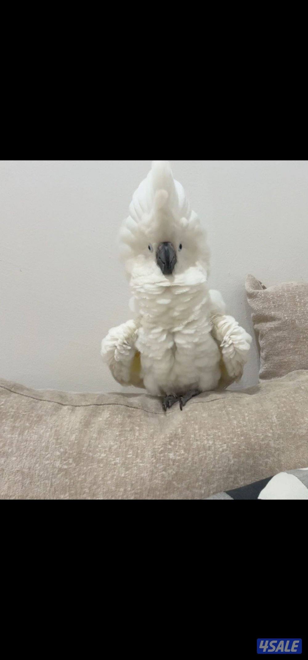 كوكاتو امبريلا0