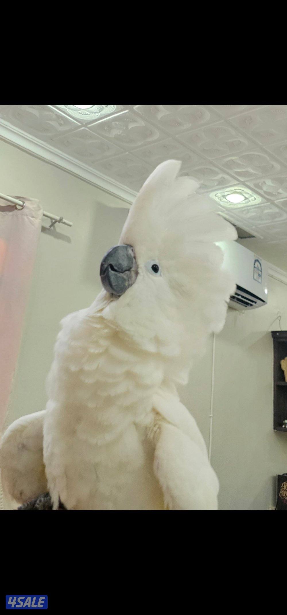 كوكاتو امبريلا2