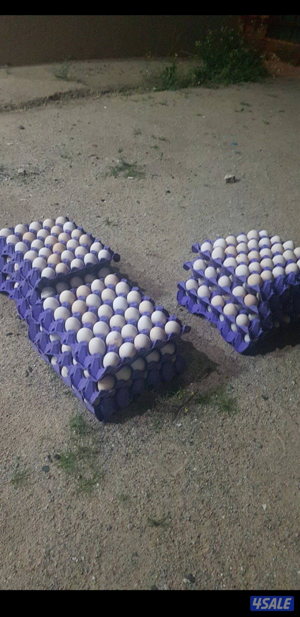 للبيع بيض عربي قديم ترثة ملقح للفقاسات مستويات صعبة جدا0