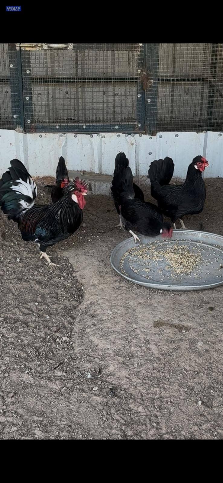 للبيع بيض عربي قديم ترثة ملقح للفقاسات مستويات صعبة جدا2