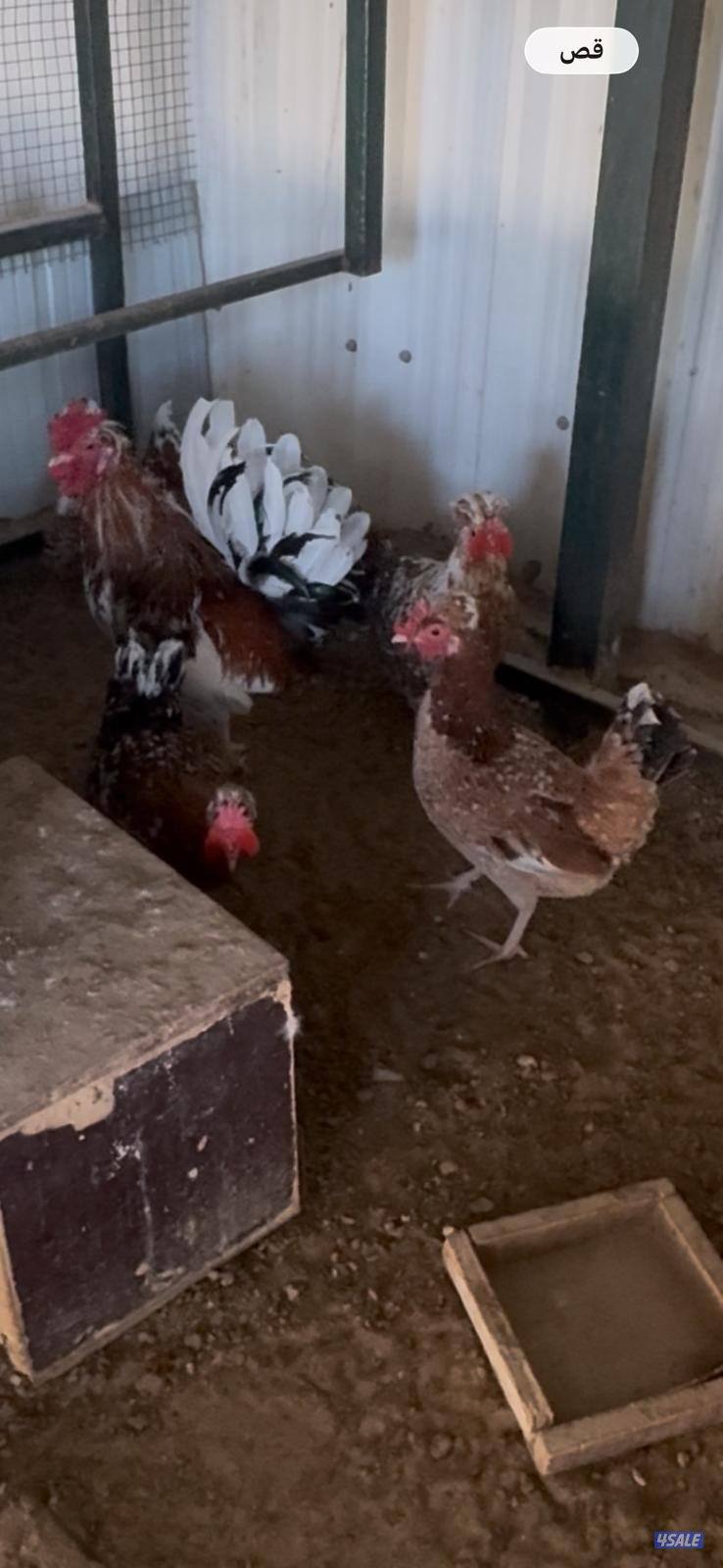 للبيع بيض عربي قديم ترثة ملقح للفقاسات مستويات صعبة جدا4