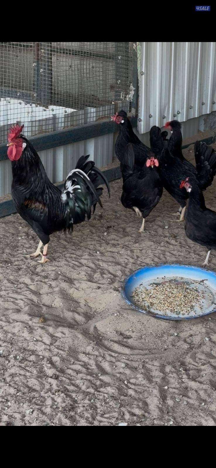 للبيع بيض عربي قديم ترثة ملقح للفقاسات مستويات صعبة جدا3