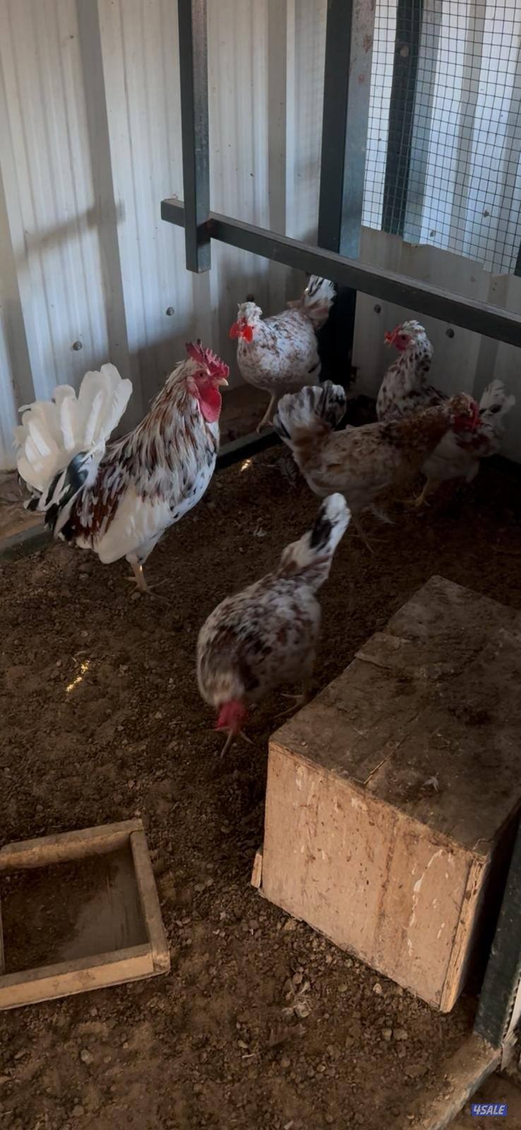 للبيع بيض عربي قديم ترثة ملقح للفقاسات مستويات صعبة جدا5