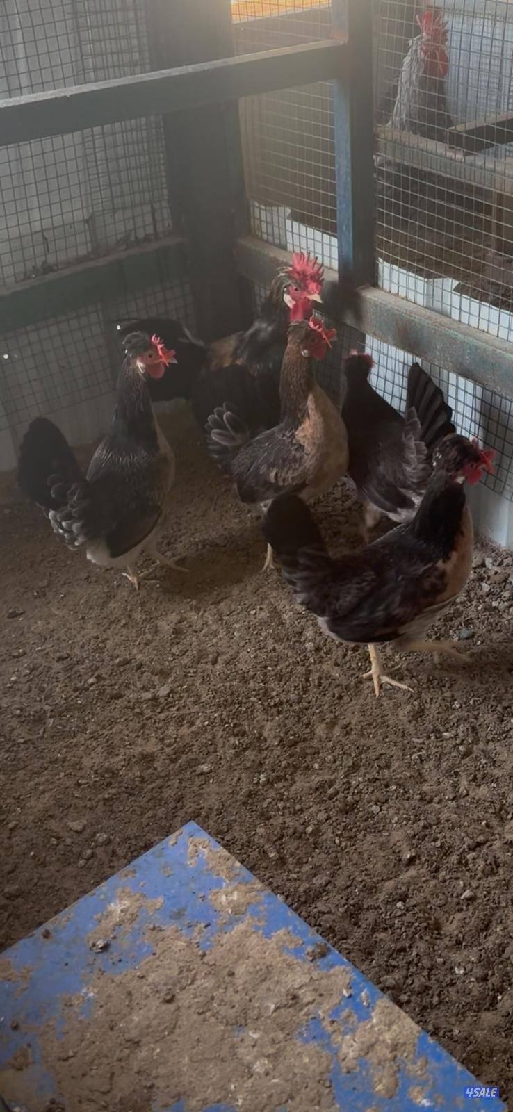 للبيع بيض عربي قديم ترثة ملقح للفقاسات مستويات صعبة جدا6