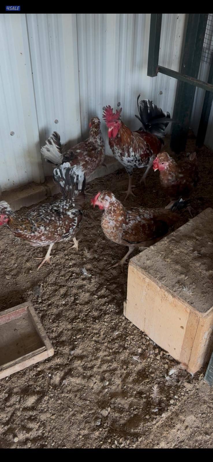 للبيع بيض عربي قديم ترثة ملقح للفقاسات مستويات صعبة جدا7