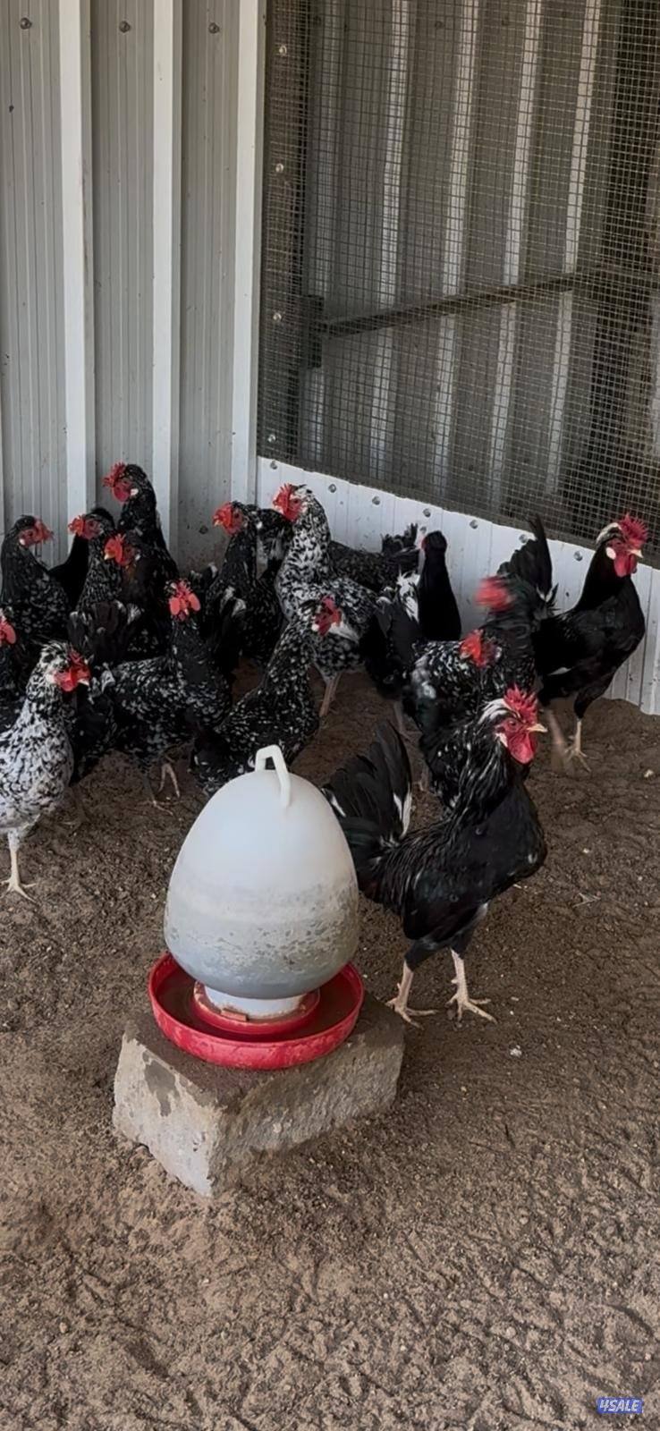 للبيع بيض عربي قديم ترثة ملقح للفقاسات مستويات صعبة جدا10