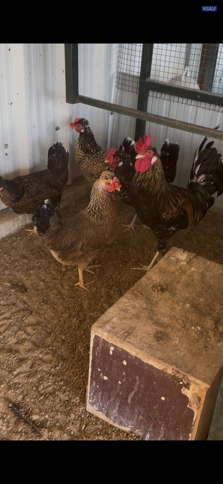 للبيع بيض عربي قديم ترثة ملقح للفقاسات مستويات صعبة جدا12