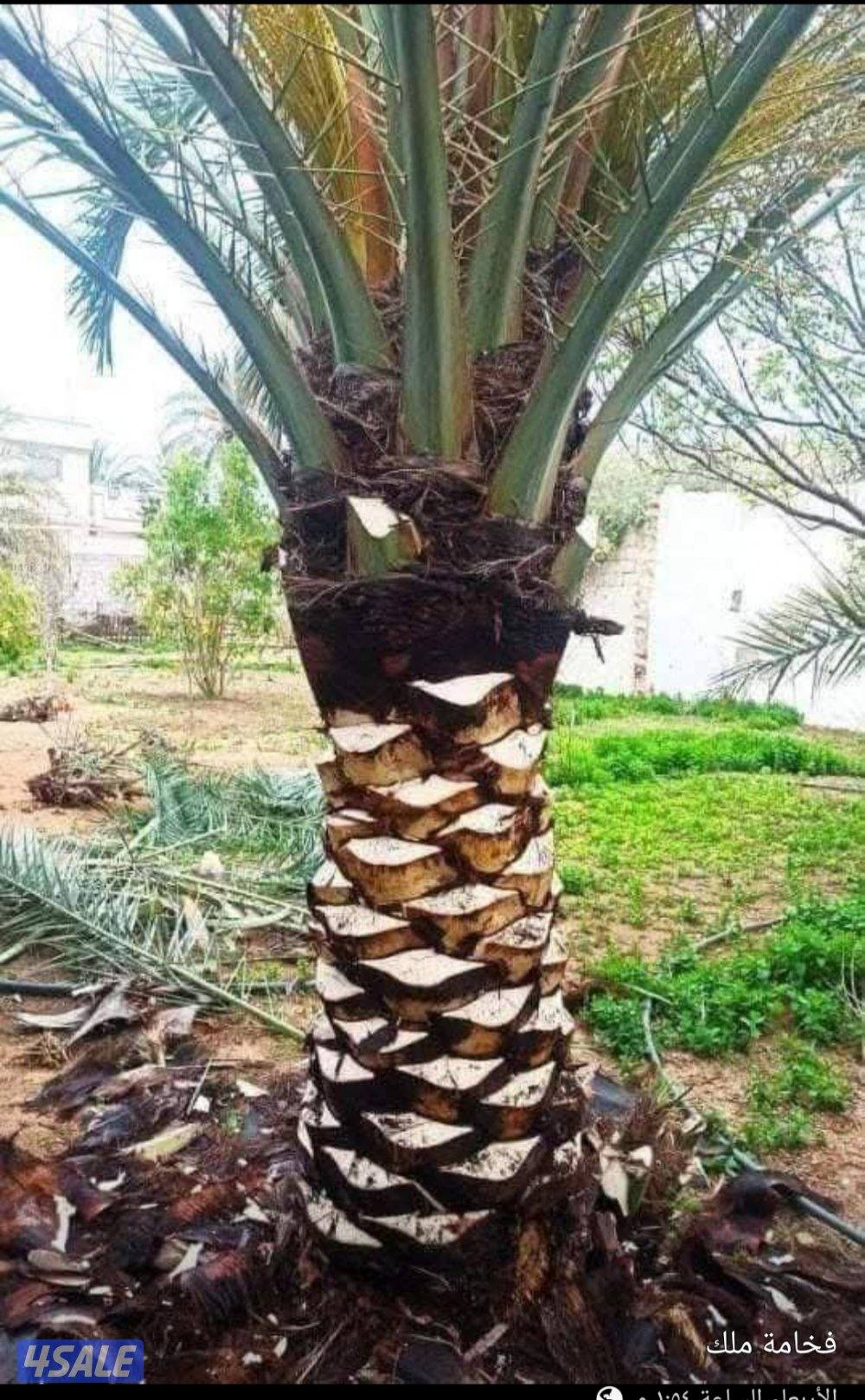 تكريم نخل بلدي تكريم نخل واشطونيا قص أشجار دقه في العمل سرعه في الإنجا5