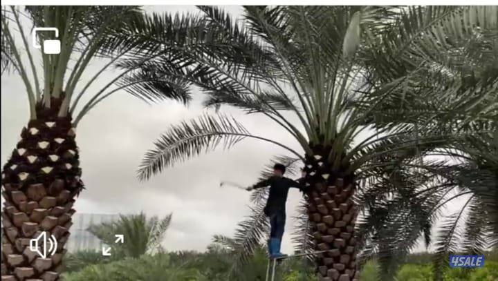 تكريم نخل بلدي تكريم نخل واشطونيا قص أشجار دقه في العمل سرعه في الإنجا7