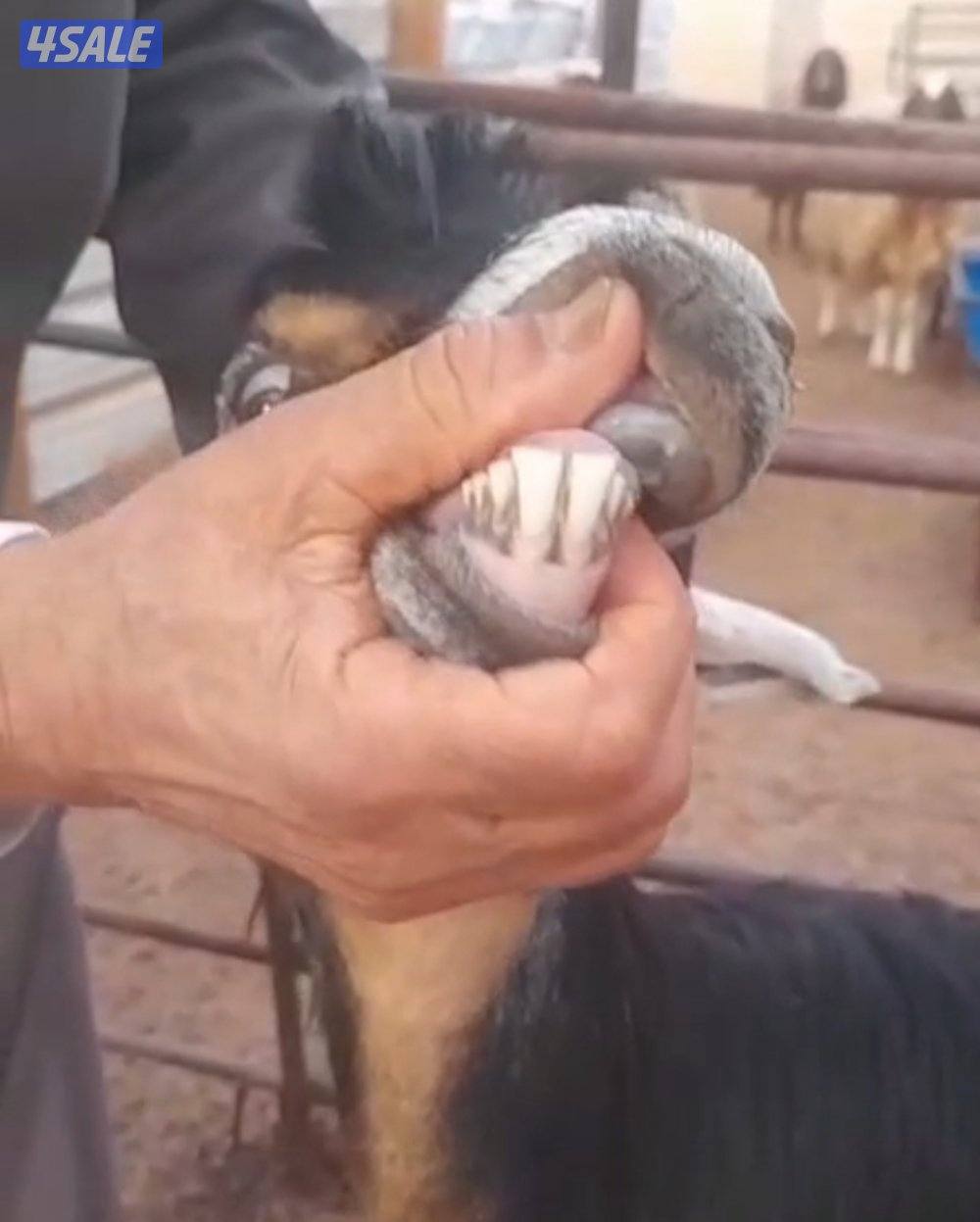 ثنيه تحتها جفره1