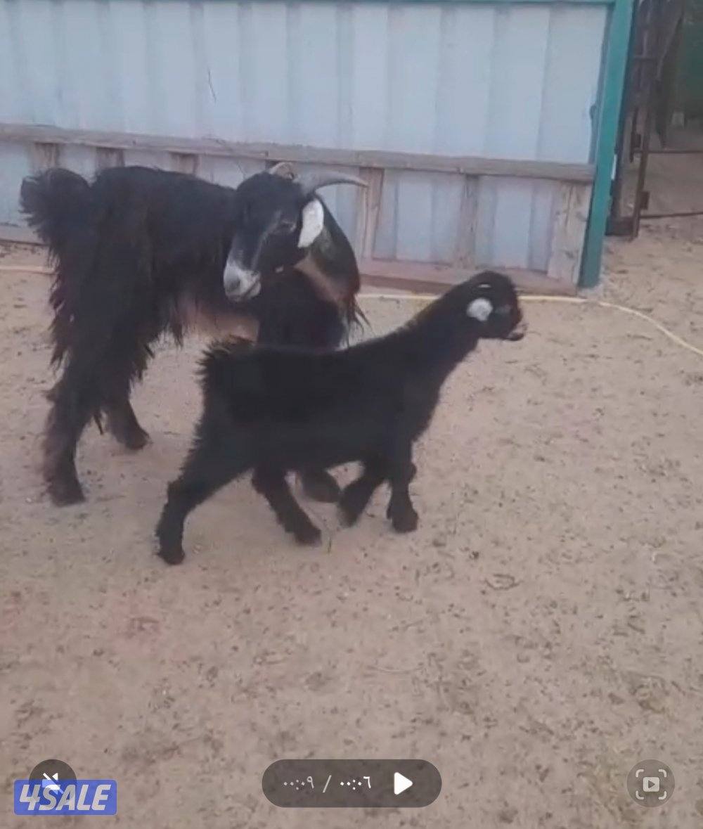 ثنيه تحتها جفره2