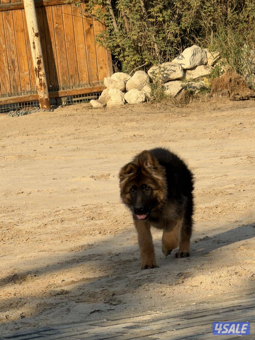 للبيع نثيه جيرمين لونق شو جامبو الي يحب حجم وشي صعب0