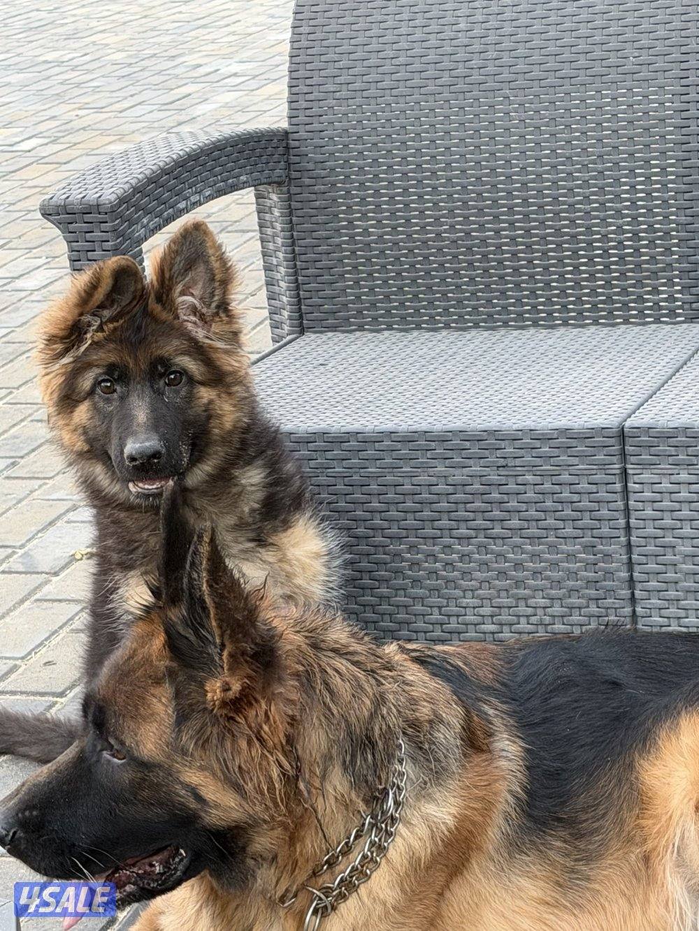 للبيع نثيه جيرمين لونق شو جامبو الي يحب حجم وشي صعب1