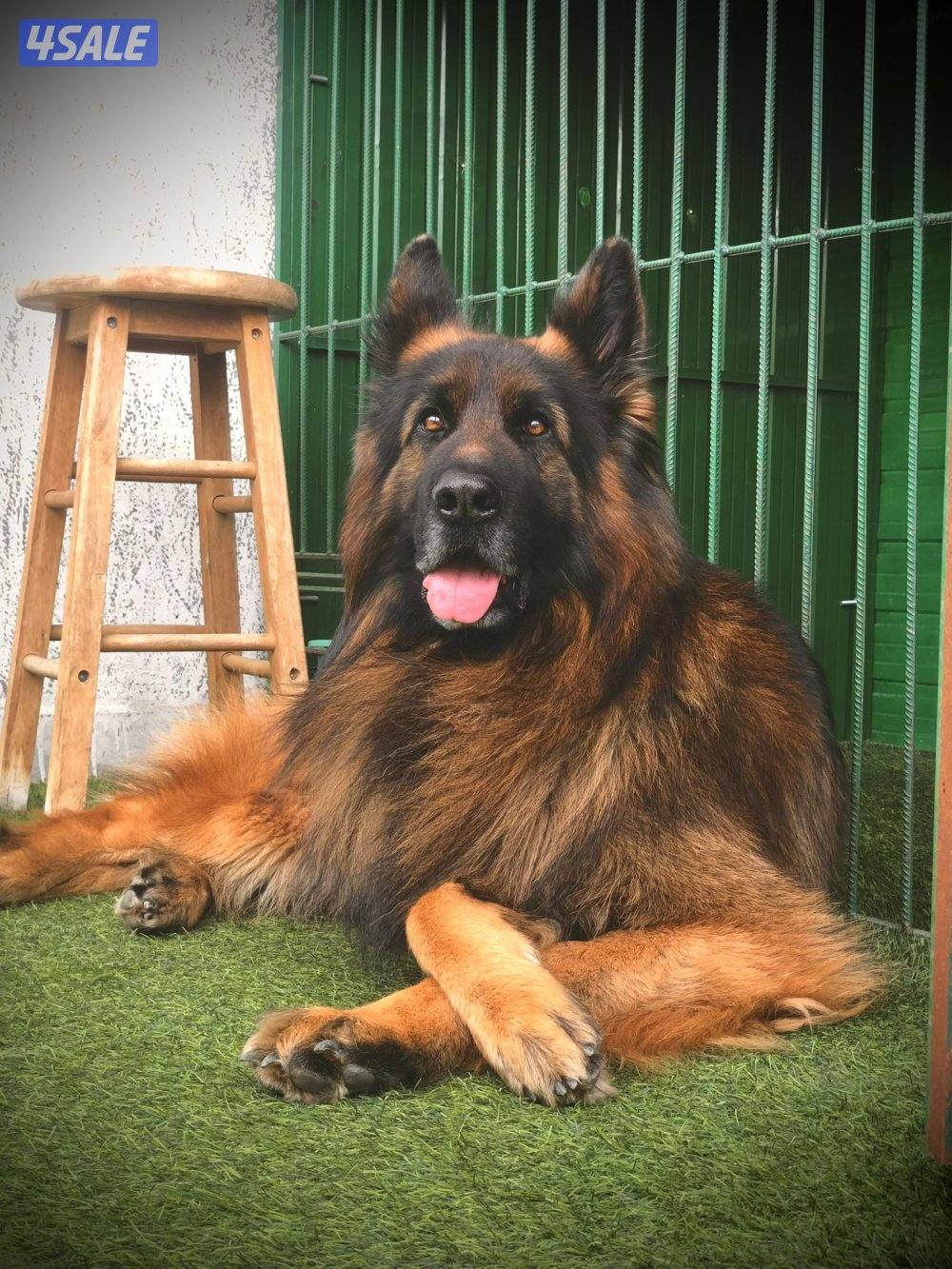 للبيع نثيه جيرمين لونق شو جامبو الي يحب حجم وشي صعب2